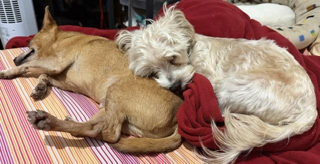 Larry, an adopted Shih Tzu in Salt Lake City, UT image 3/6