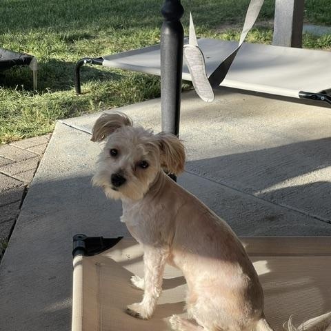 Larry, an adopted Shih Tzu in Salt Lake City, UT image 6/6