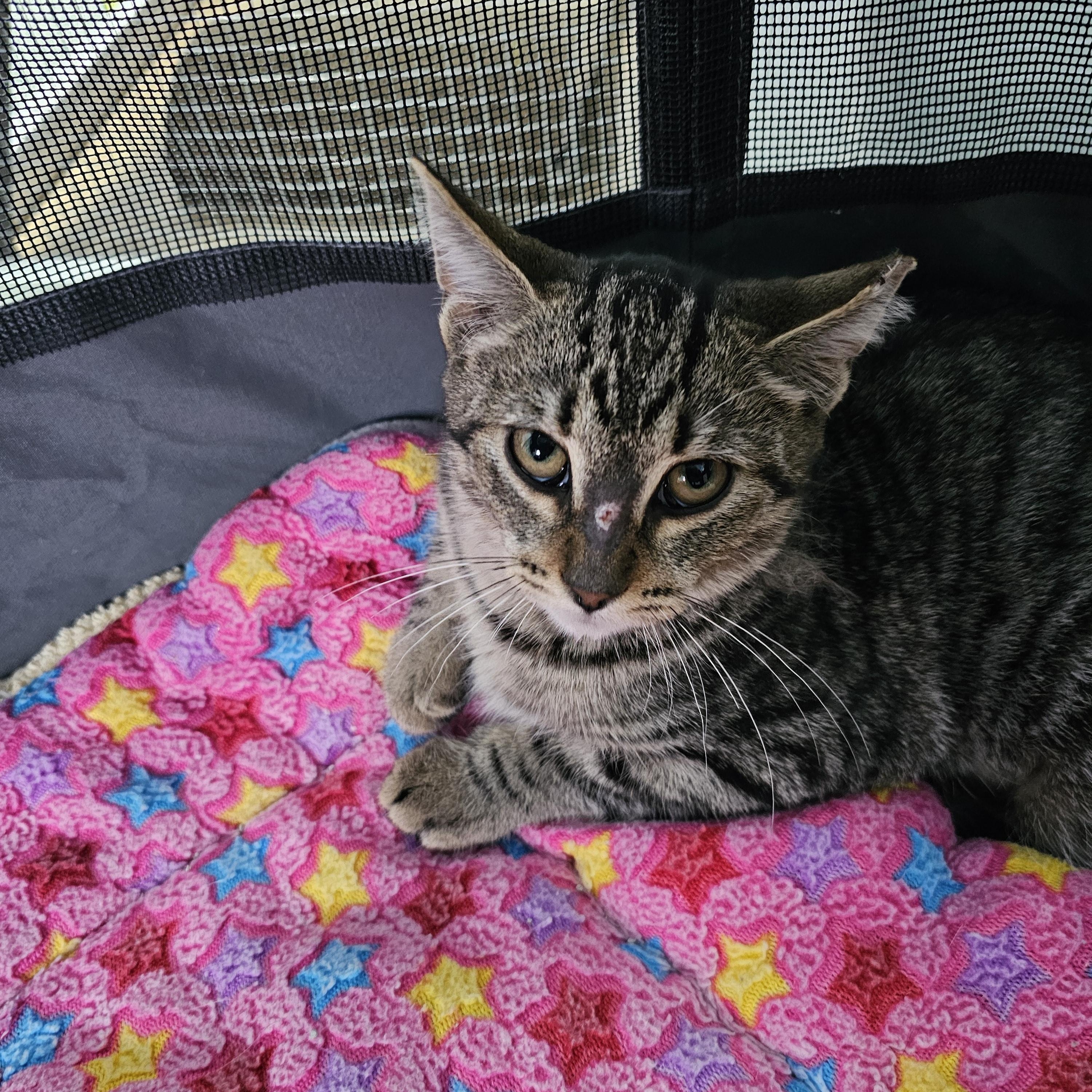 Onya, Adoptable, Kitten Female Domestic Short Hair.