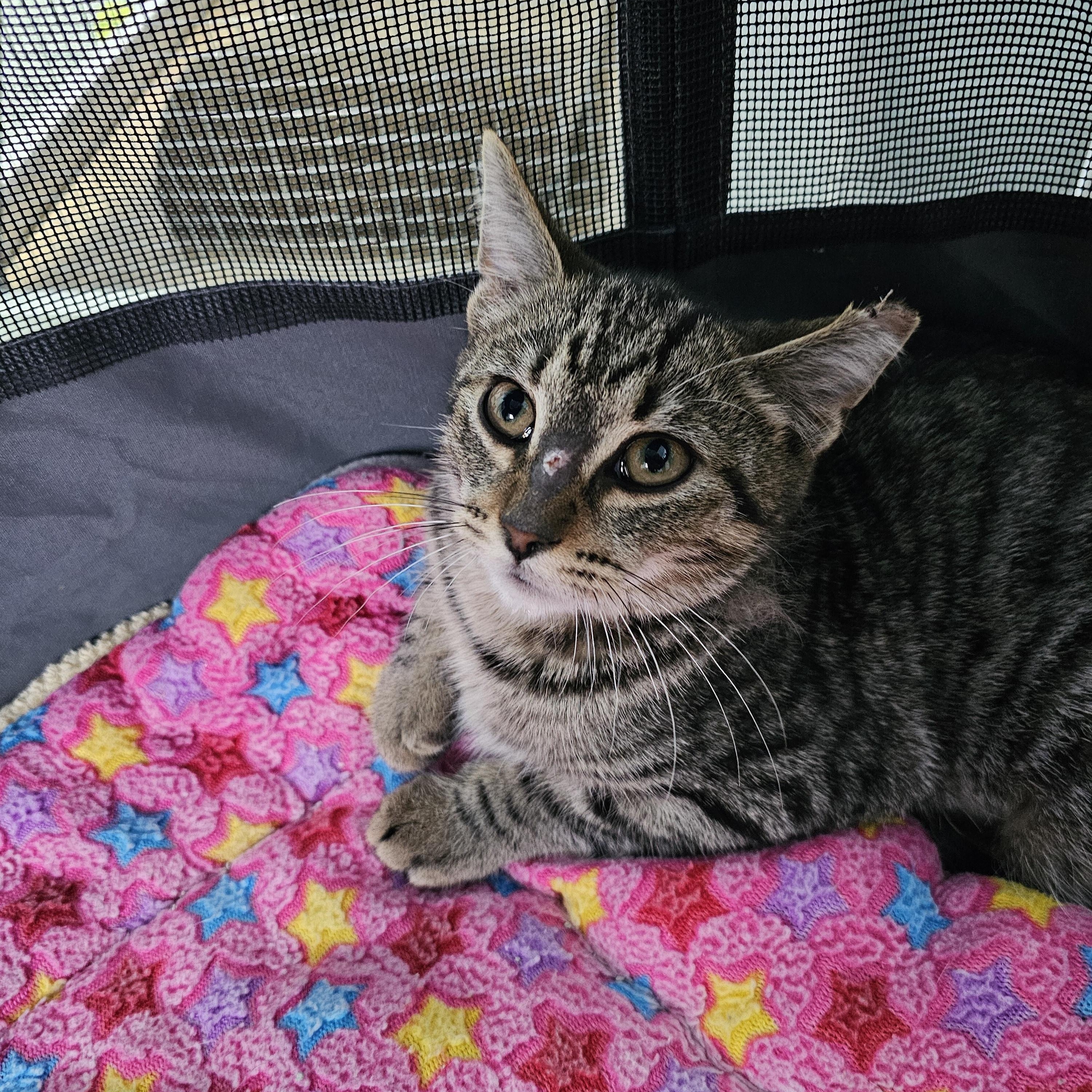 Enlarge Onya, a Adoptable Domestic Short Hair in Toledo, OH image 2/2