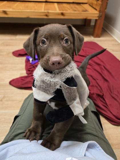 Enlarge Malone, a ADOPTABLE mixed breed in Woodstock, IL image 1/3