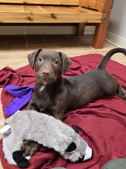 Enlarge Malone, a ADOPTABLE mixed breed in Woodstock, IL image 3/3