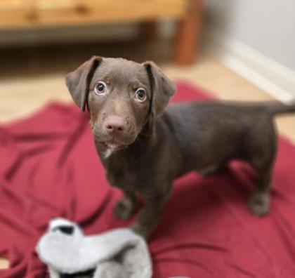 Enlarge Malone, a ADOPTABLE mixed breed in Woodstock, IL image 2/3