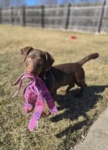 Malone, ADOPTABLE, Puppy Male Retriever.