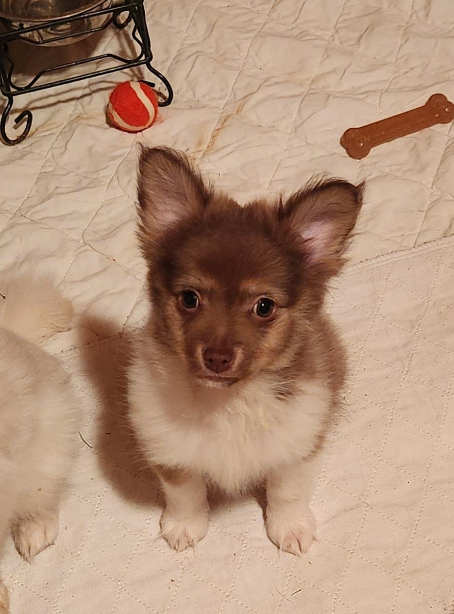 Enlarge Laddie, a ADOPTABLE Pomeranian in Goldendale, WA image 1/1