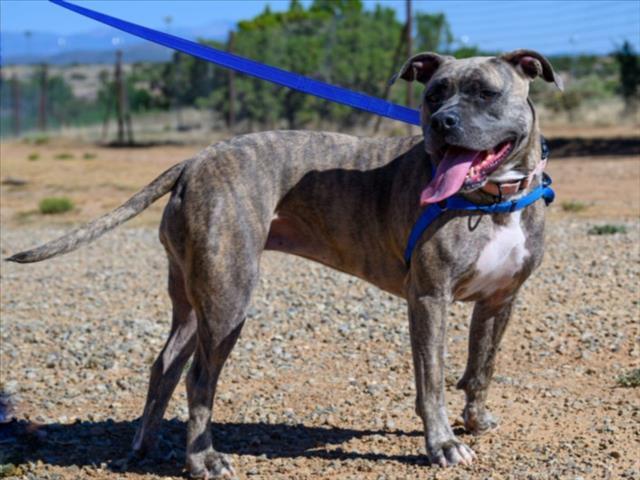 RAZZY, Adoptable, Adult Female Staffordshire Bull Terrier.