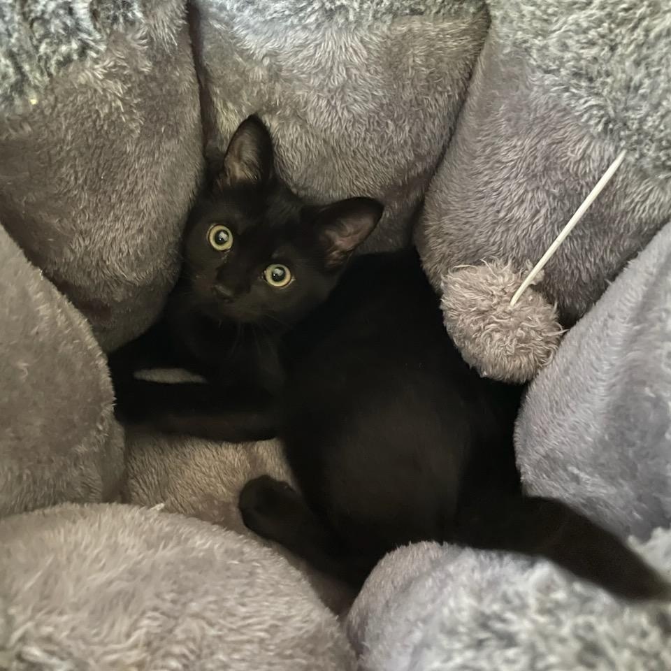 Carrot, Adopted, Young Female Domestic Short Hair.