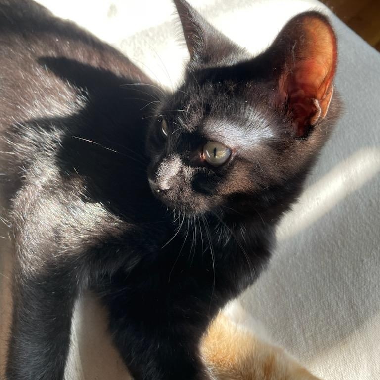 Enlarge Carrot, a Adopted Domestic Short Hair in Nashville, TN image 5/5