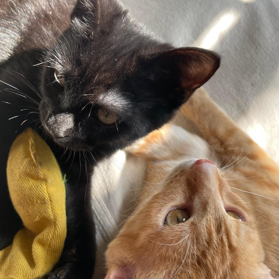 Enlarge Carrot, a Adopted Domestic Short Hair in Nashville, TN image 3/5