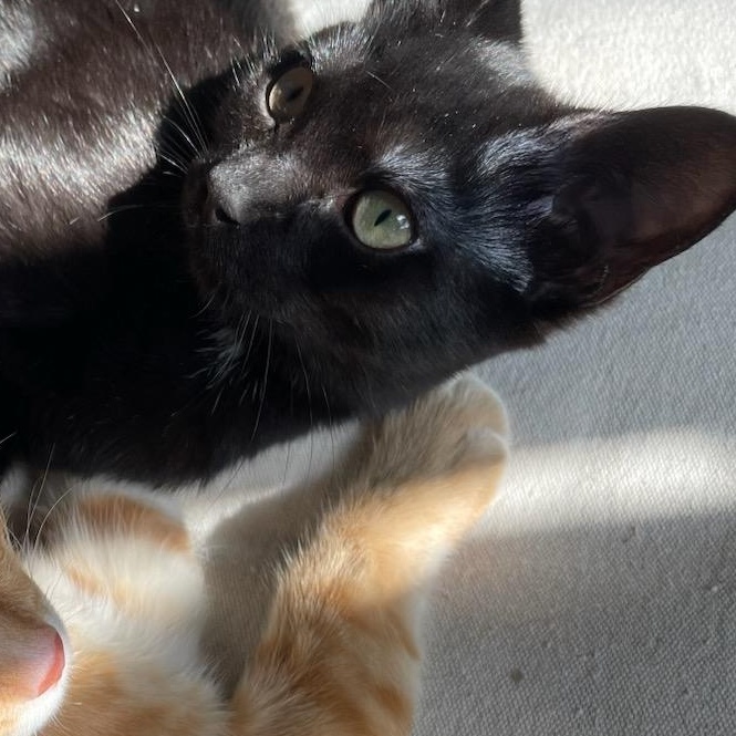 Enlarge Carrot, a Adopted Domestic Short Hair in Nashville, TN image 4/5