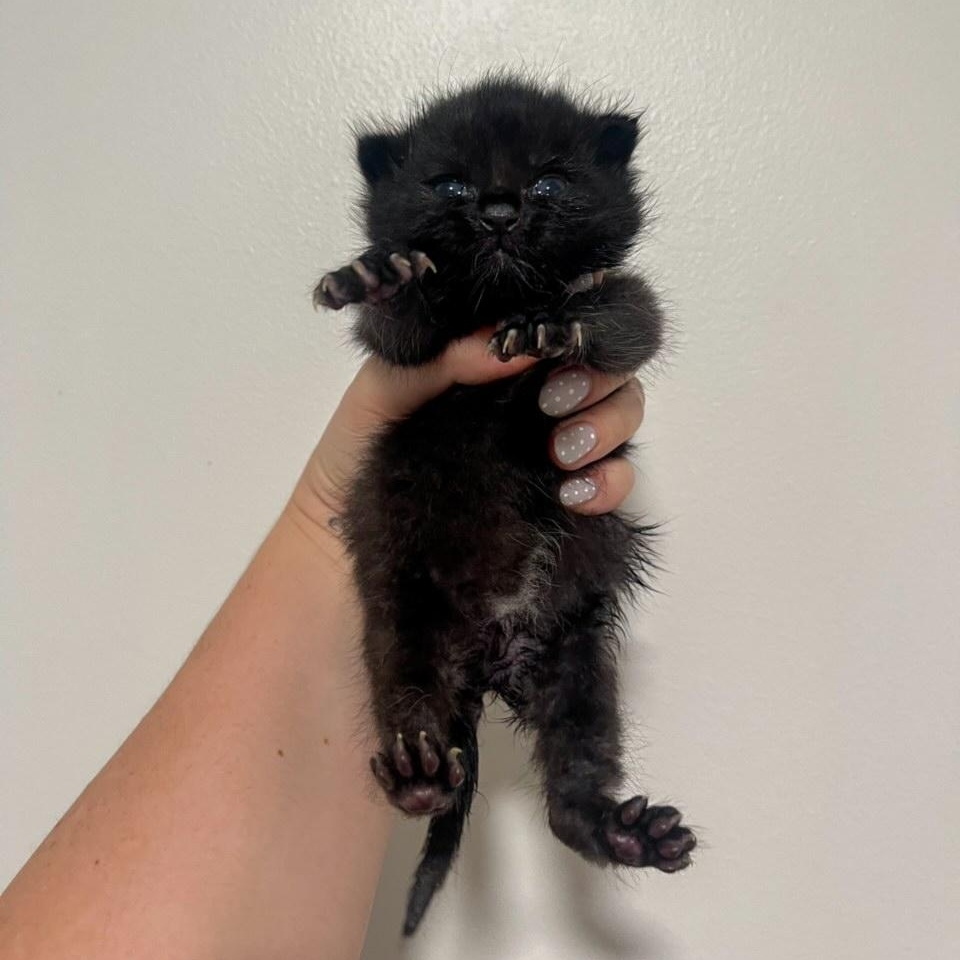 Enlarge Carrot, a Adopted Domestic Short Hair in Nashville, TN image 2/5