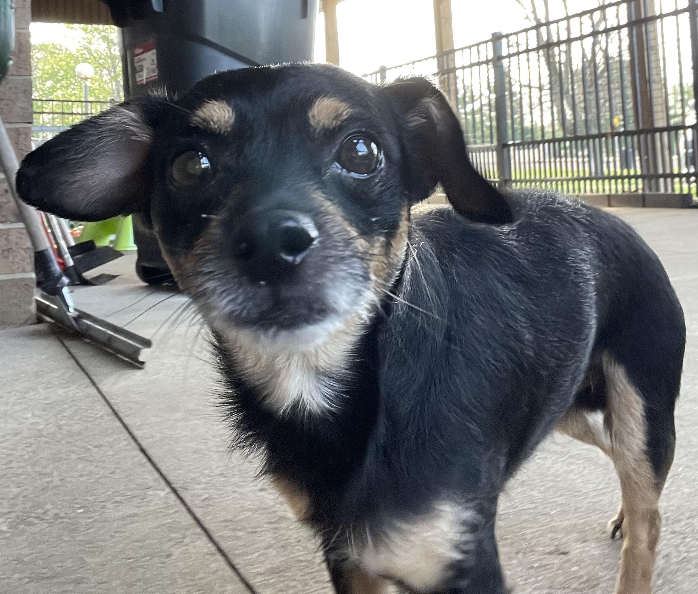 Enlarge Thor ADOPTED , an adopted mixed breed in Canton, OH image 2/3