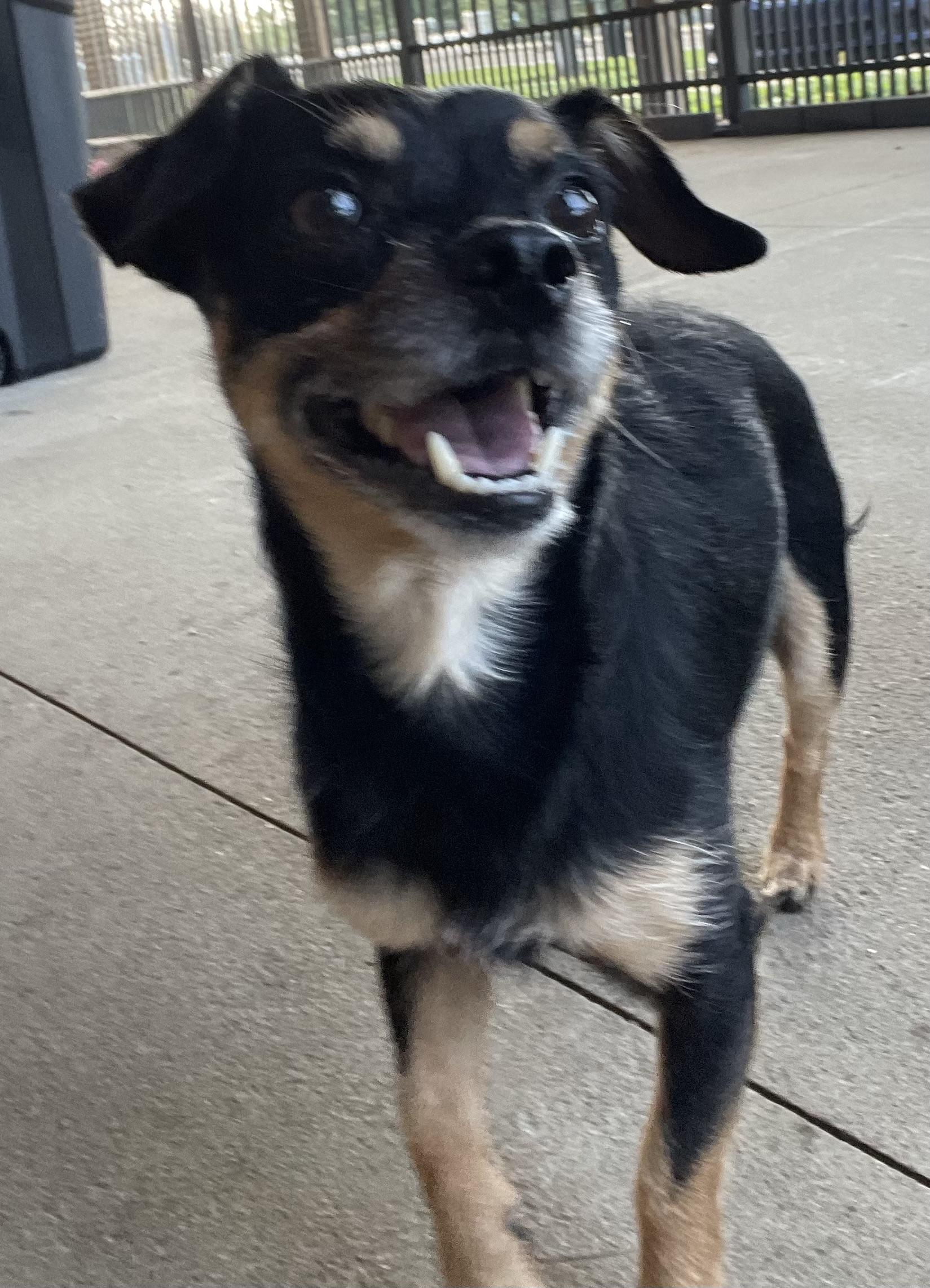 Enlarge Thor ADOPTED , an adopted mixed breed in Canton, OH image 1/3