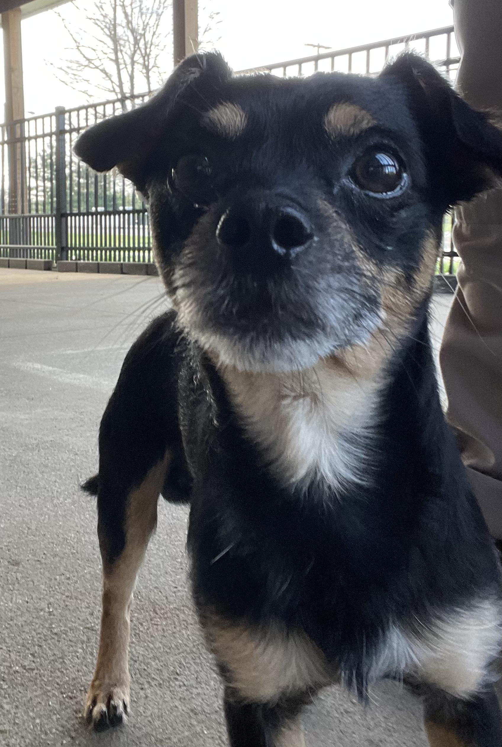 Enlarge Thor ADOPTED , an adopted mixed breed in Canton, OH image 3/3