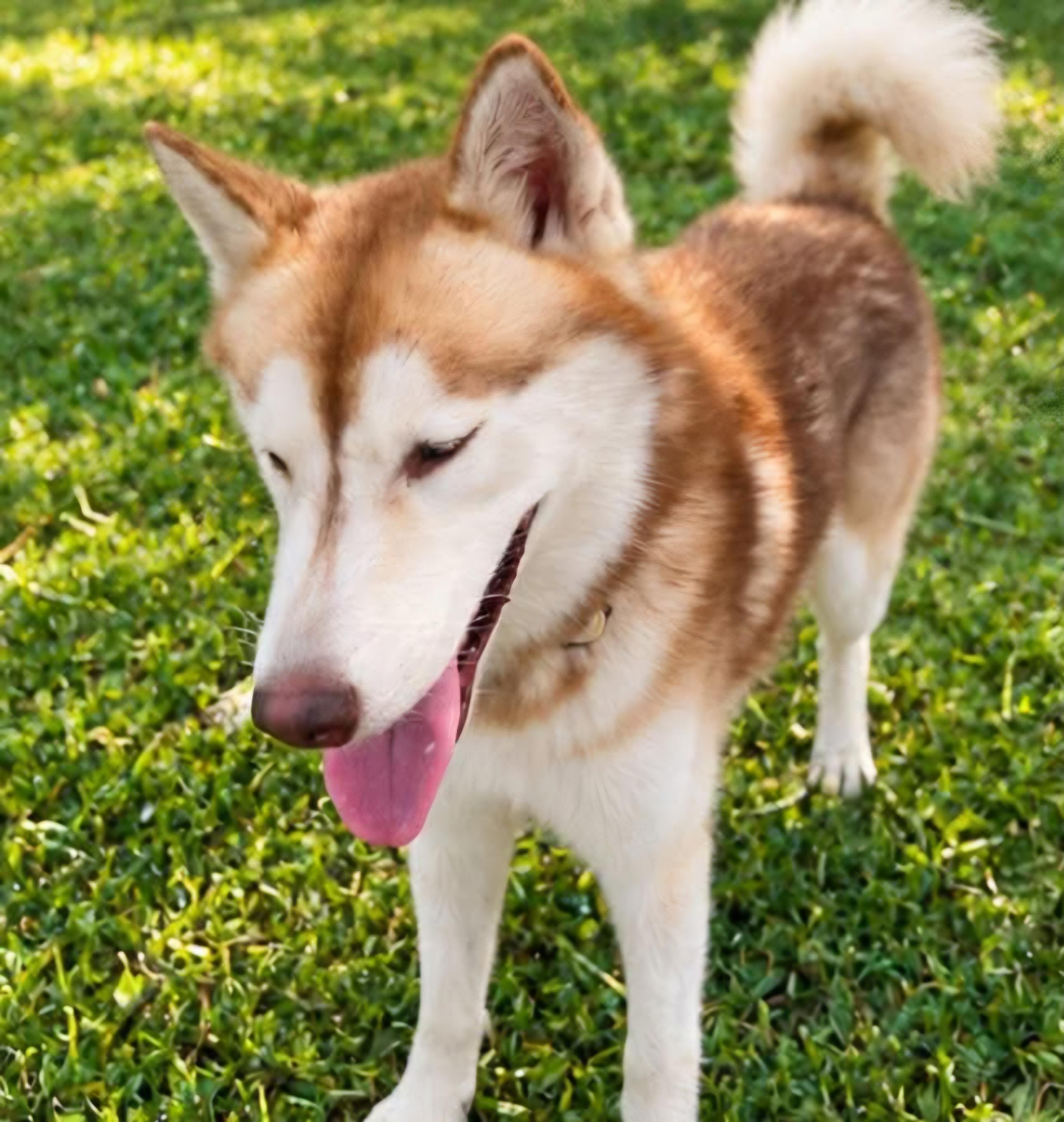Enlarge Ernie, a Adoptable Siberian Husky in Nashua, NH image 5/6