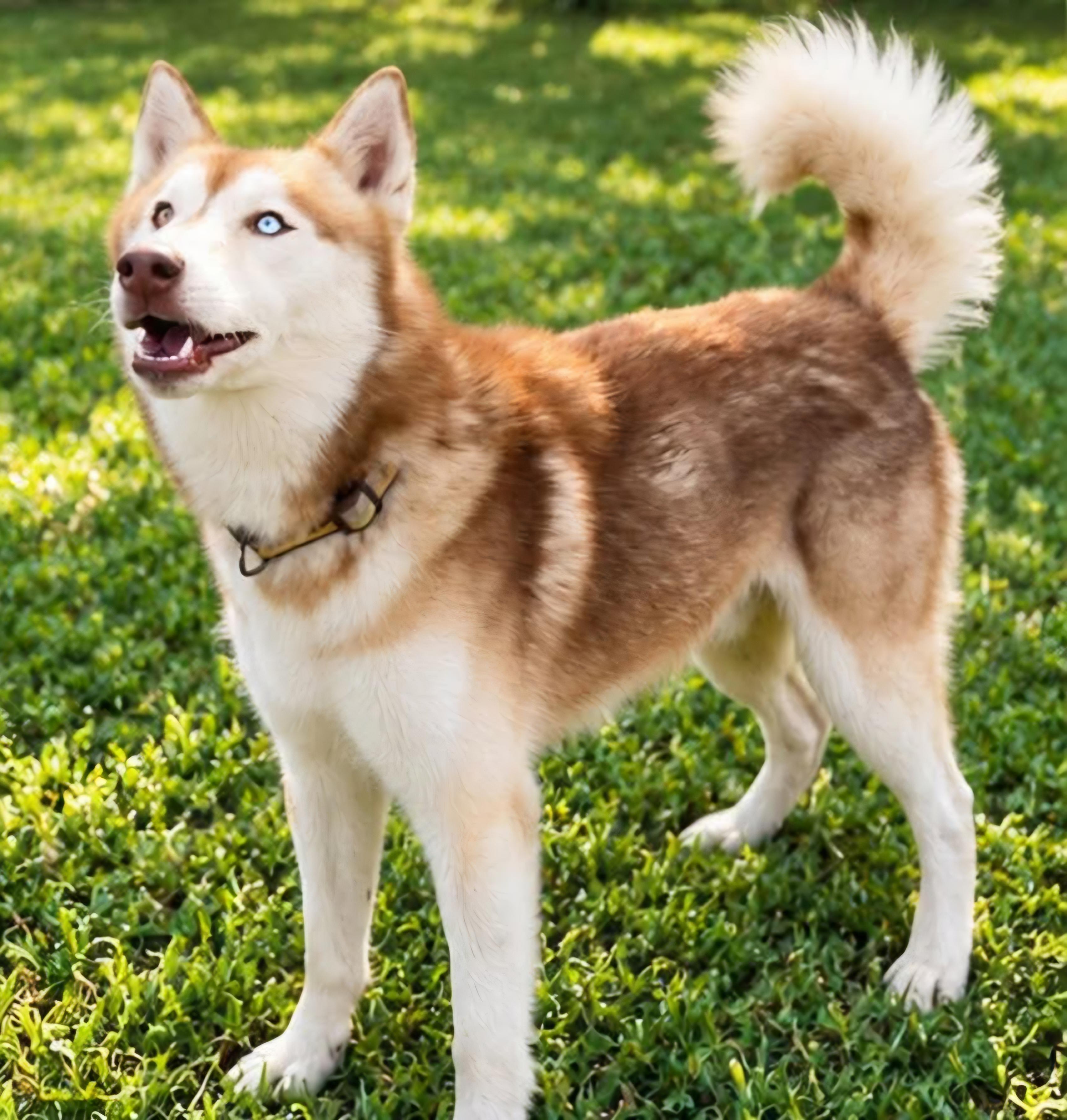 Enlarge Ernie, a Adoptable Siberian Husky in Nashua, NH image 3/6