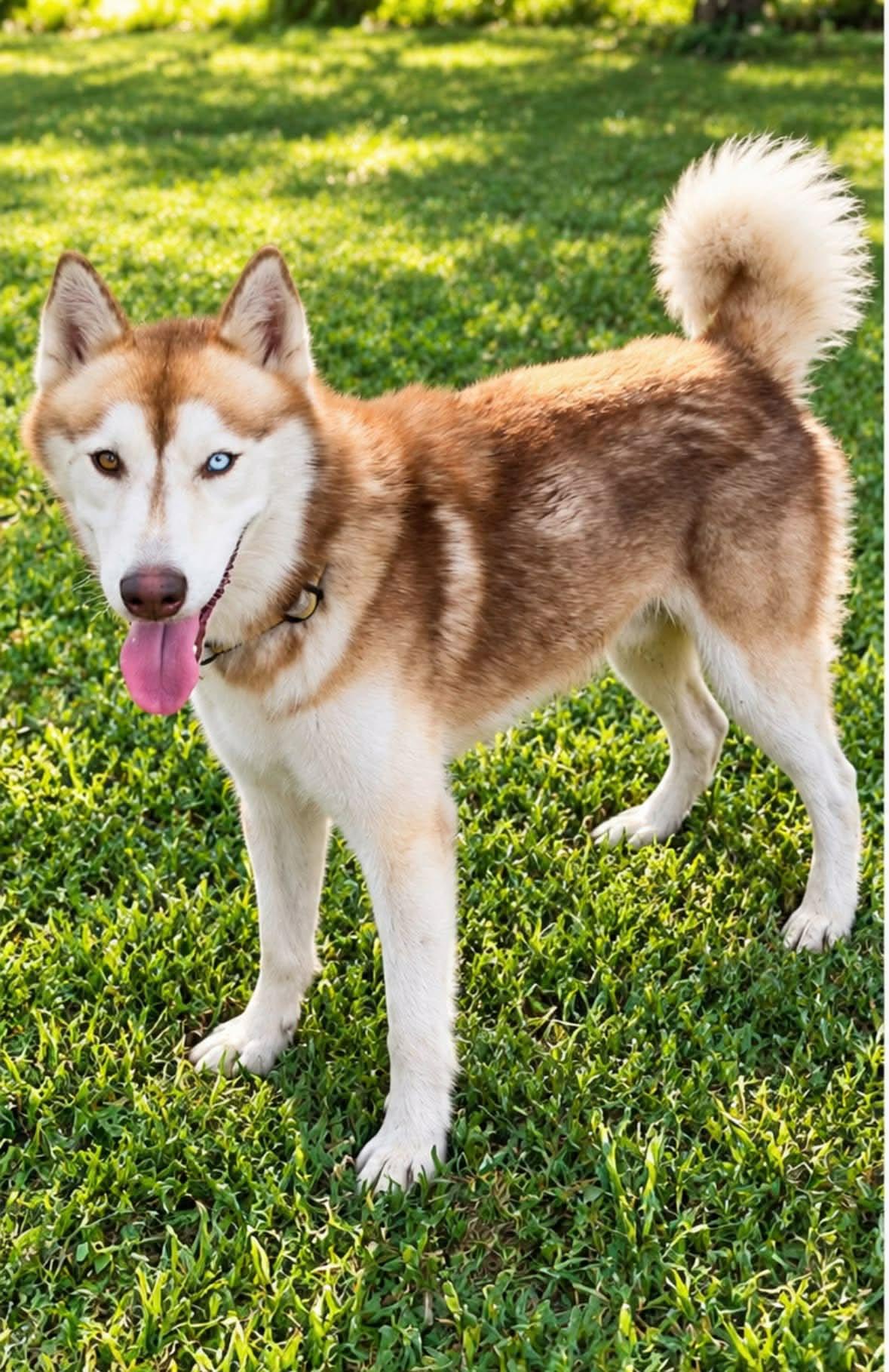 Enlarge Ernie, a Adoptable Siberian Husky in Nashua, NH image 4/6