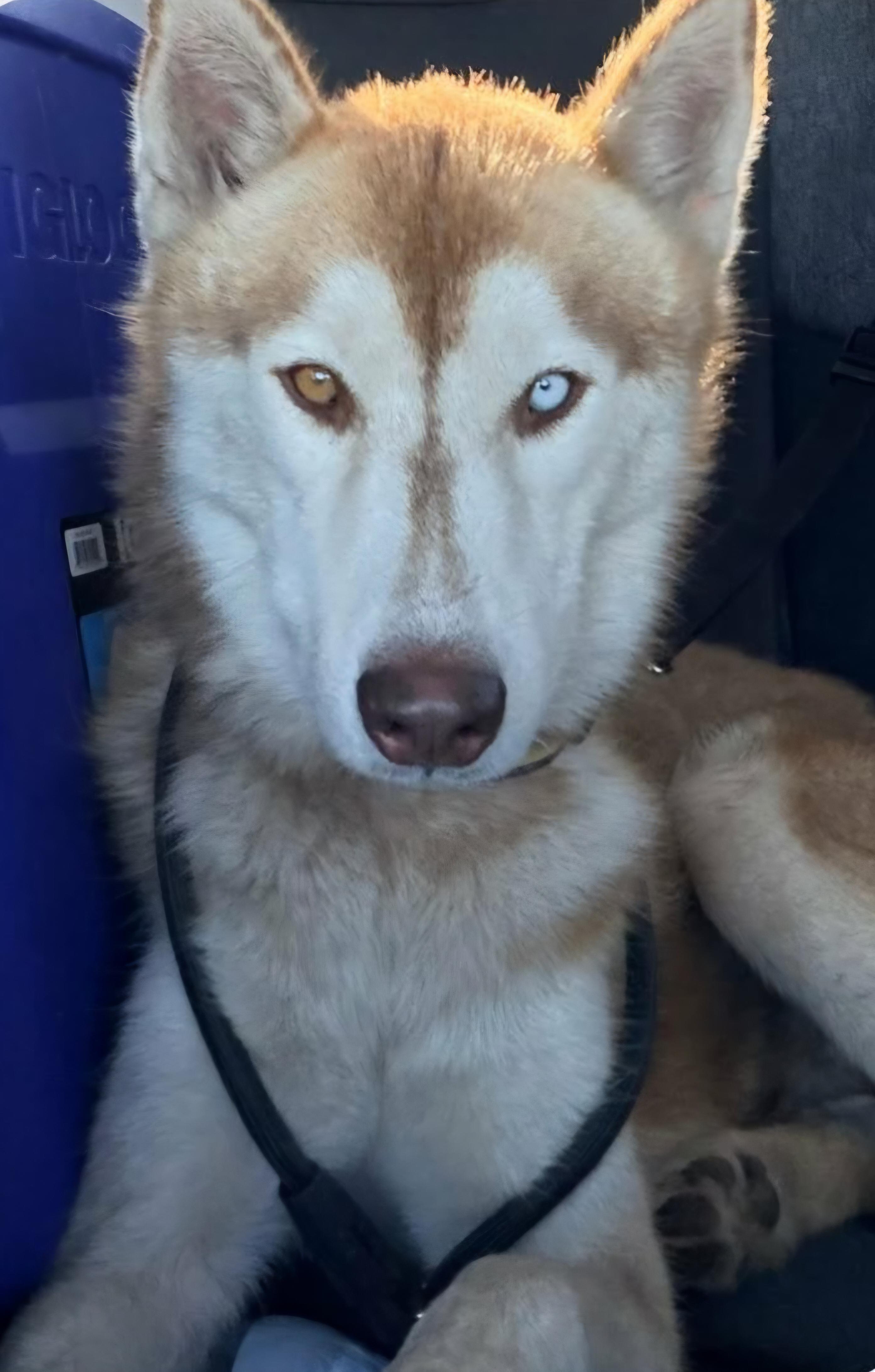 Enlarge Ernie, a Adoptable Siberian Husky in Nashua, NH image 2/6