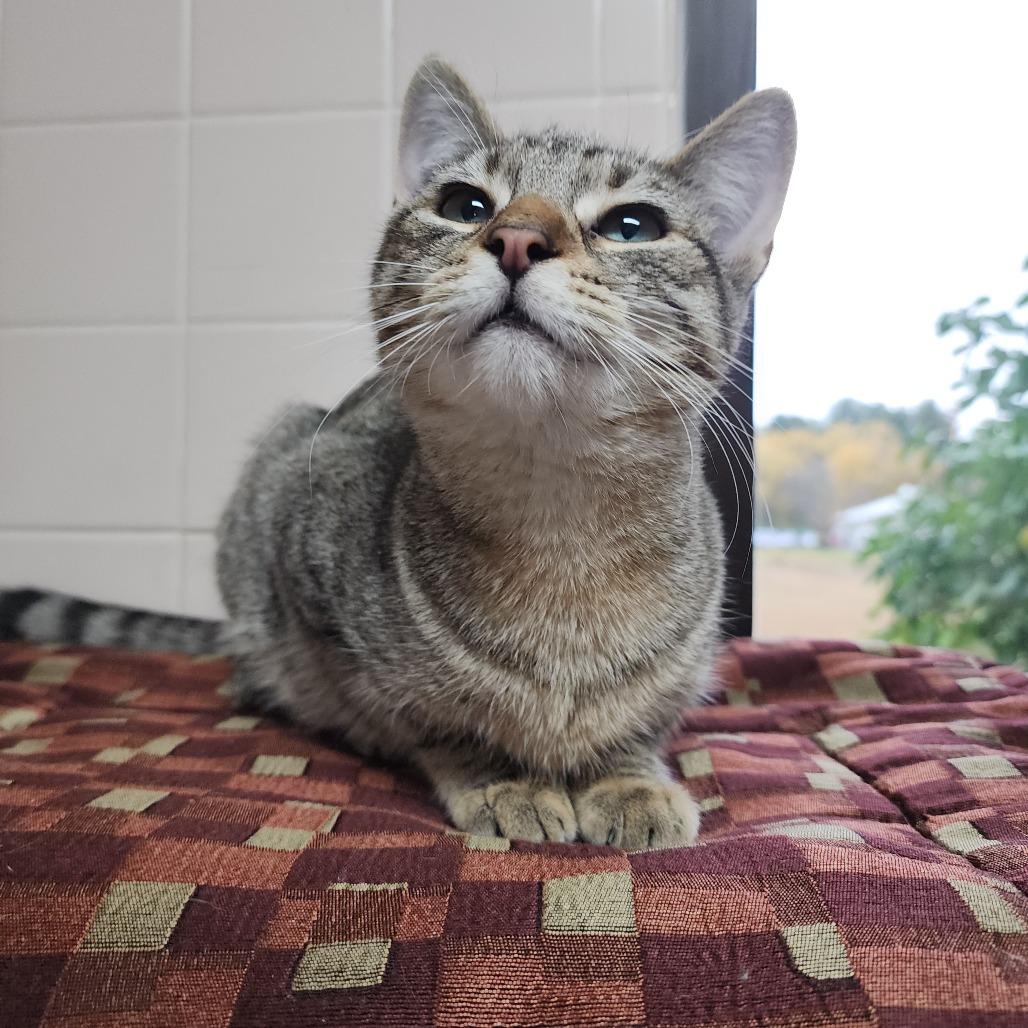 Fight, Adoptable, Young Female Domestic Short Hair.