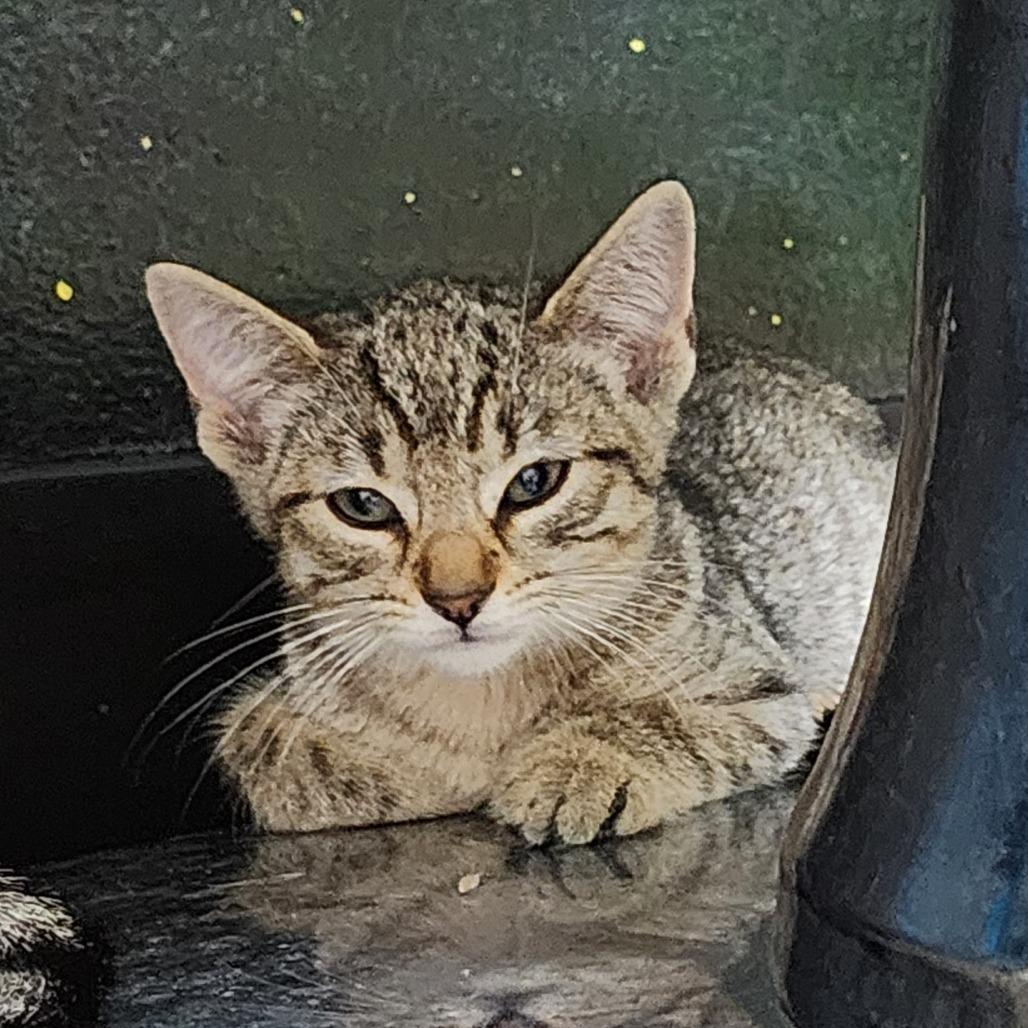 Enlarge Fight, a Adoptable Domestic Short Hair in Dixon, IL image 3/3