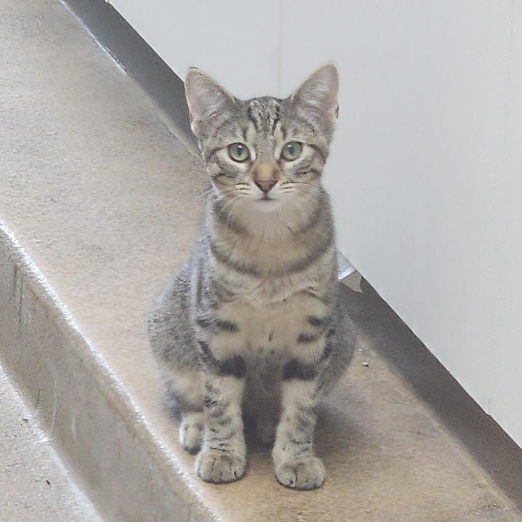 Fight, Adoptable, Young Female Domestic Short Hair.