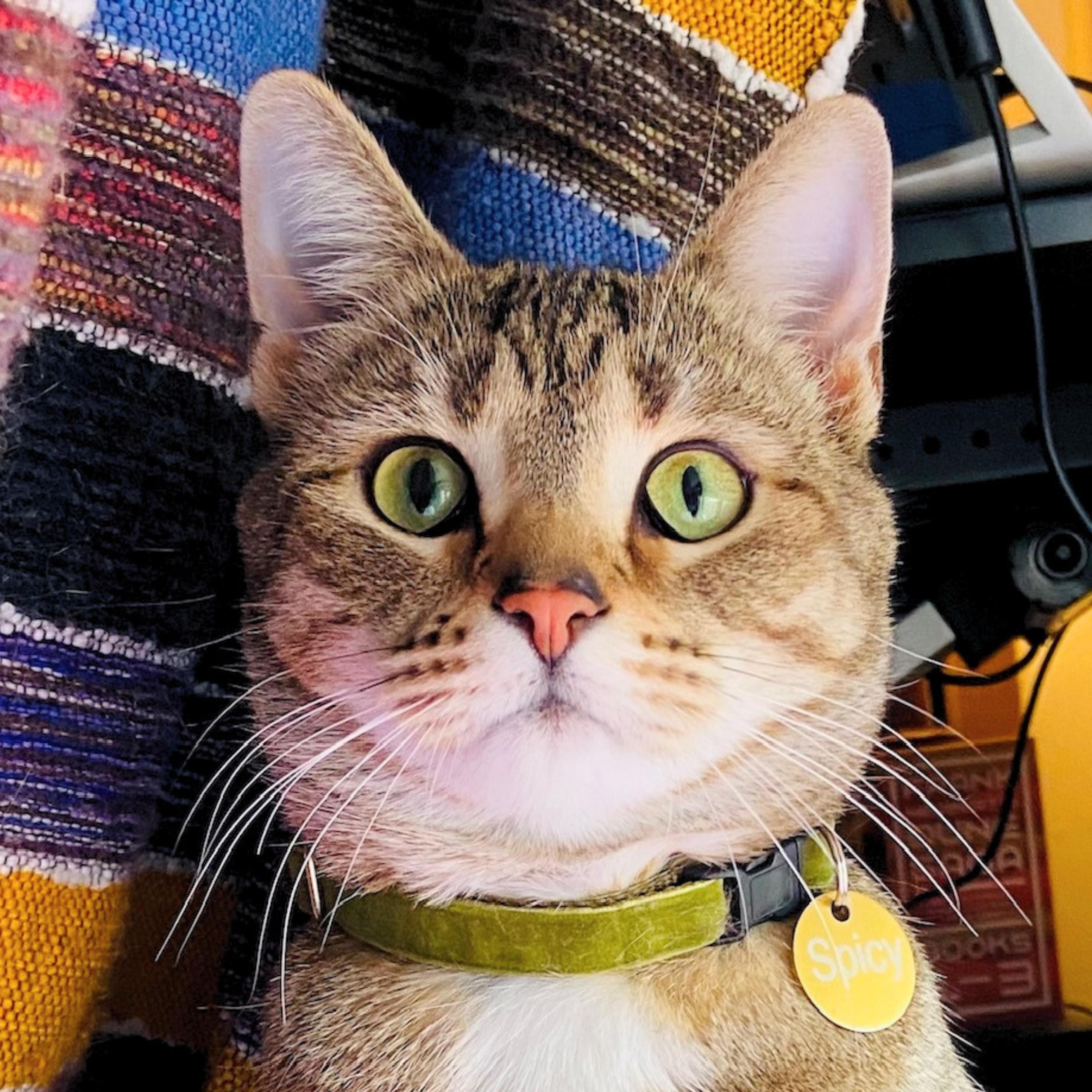 Enlarge Spicie, a Adoptable mixed breed in Santa Fe, NM image 2/5