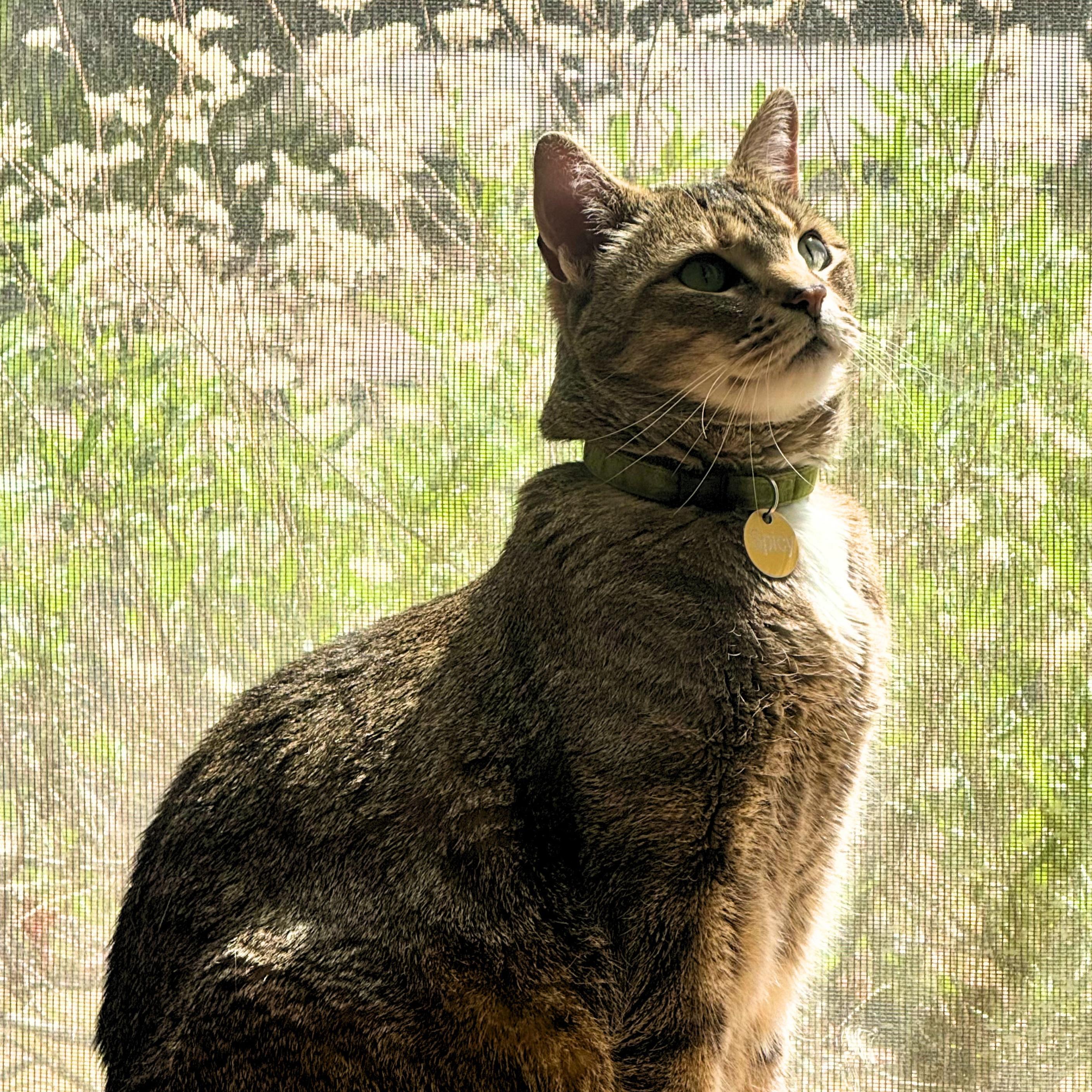 Enlarge Spicie, a Adoptable mixed breed in Santa Fe, NM image 4/5