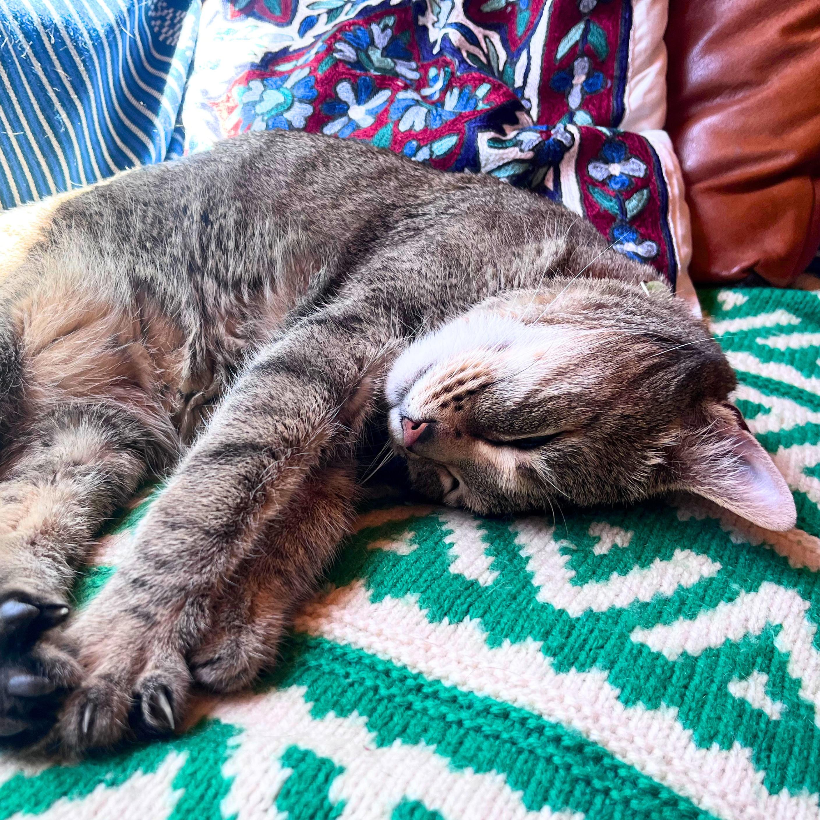 Enlarge Spicie, a Adoptable mixed breed in Santa Fe, NM image 5/5