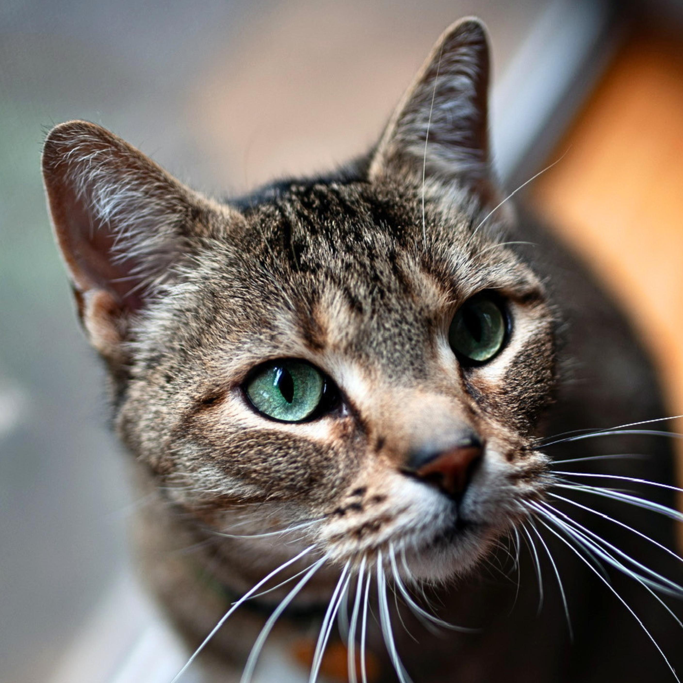 Enlarge Spicie, a Adoptable mixed breed in Santa Fe, NM image 1/5