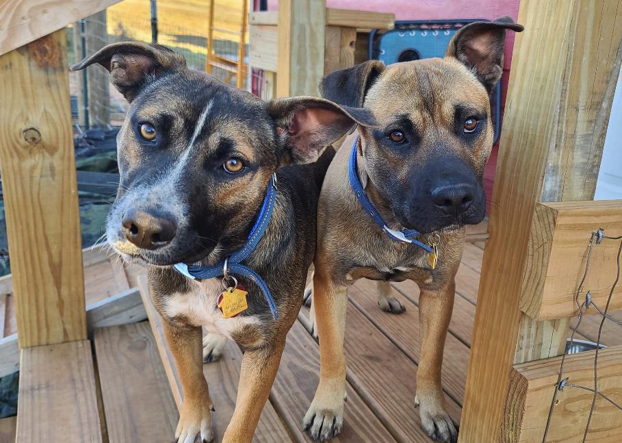 Albert and Annika FosterHome/ HousebrokenDogFriendly441494,441495