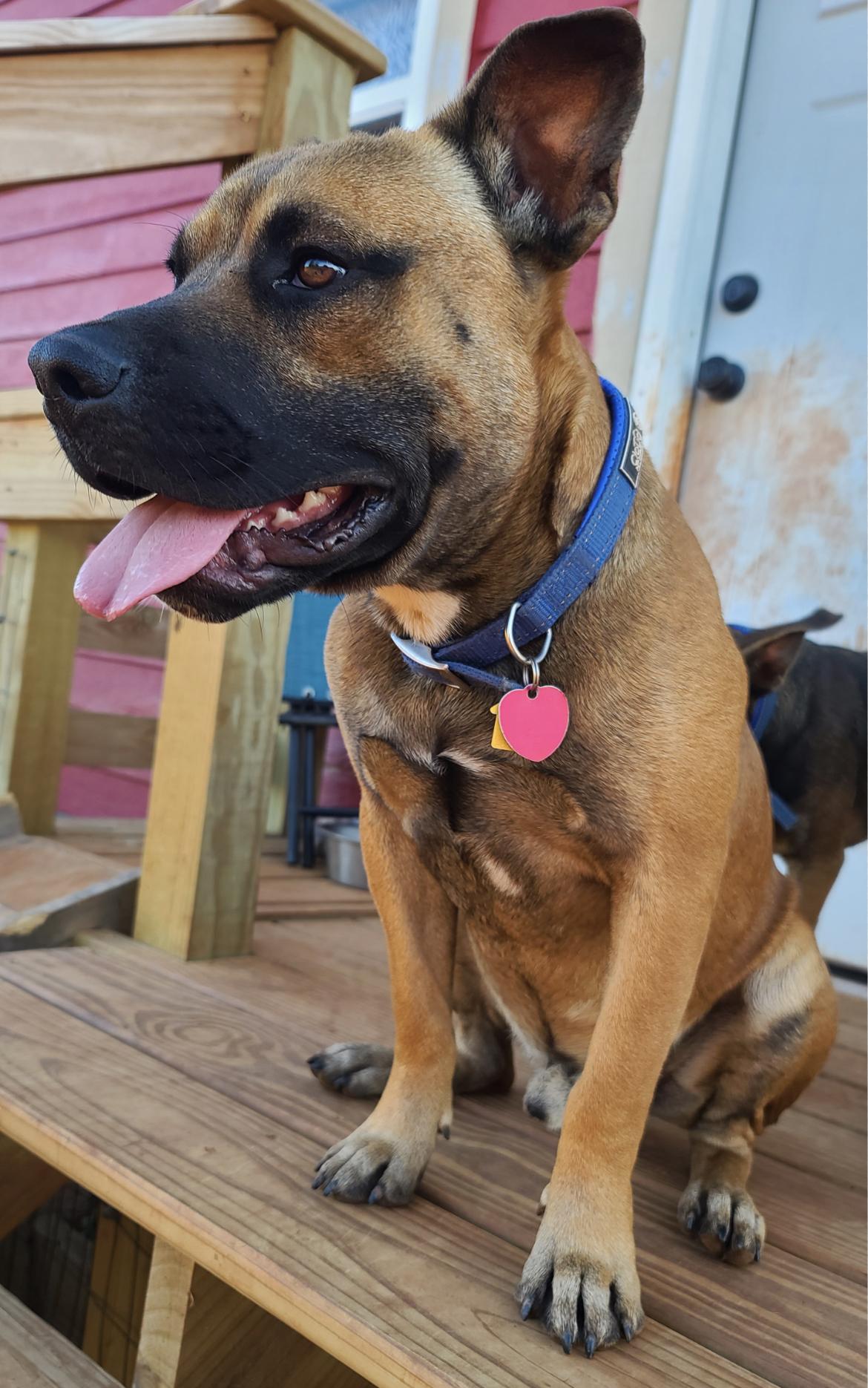 Albert and Annika FosterHome/ HousebrokenDogFriendly441494,441495