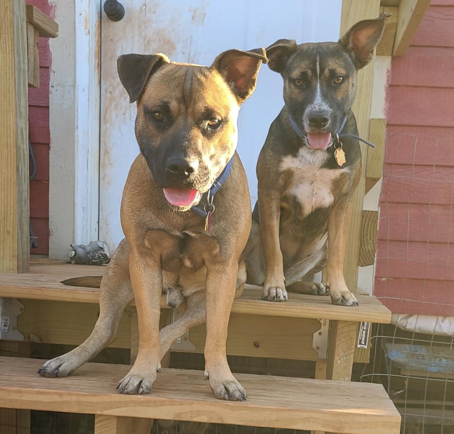 Albert and Annika FosterHome/ HousebrokenDogFriendly441494,441495