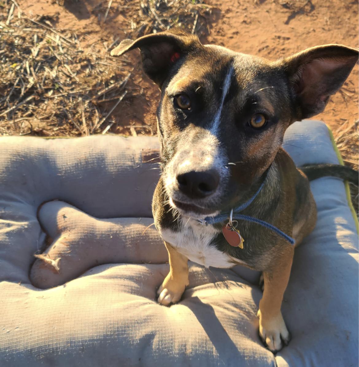 Albert and Annika FosterHome/ HousebrokenDogFriendly441494,441495