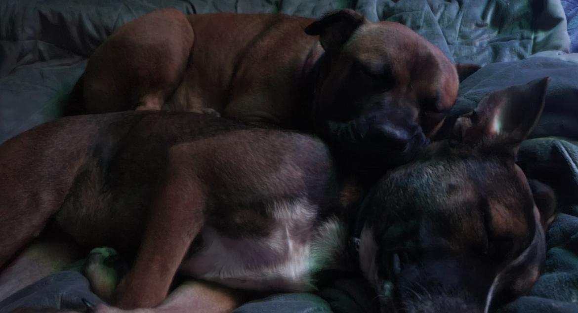 Albert and Annika FosterHome/ HousebrokenDogFriendly441494,441495