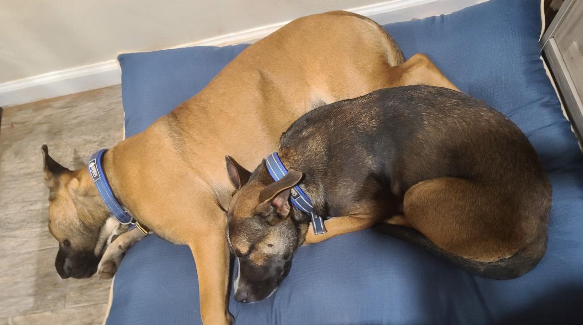 Albert and Annika FosterHome/ HousebrokenDogFriendly441494,441495