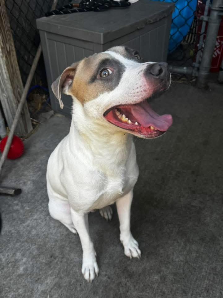 Enlarge India, a ADOPTABLE Pit Bull Terrier in Chicago, IL image 4/5