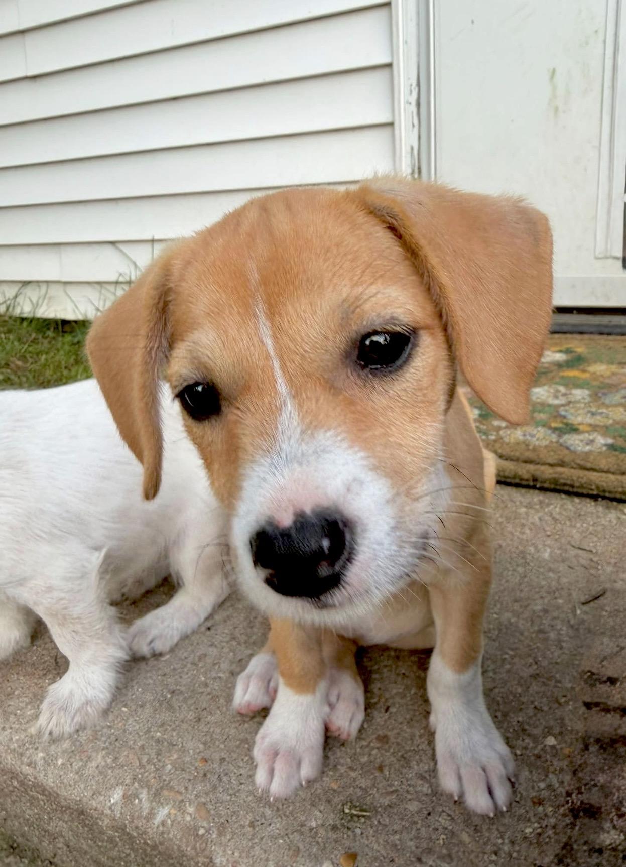 Monica, an adopted mixed breed in Millington, MD image 4/4