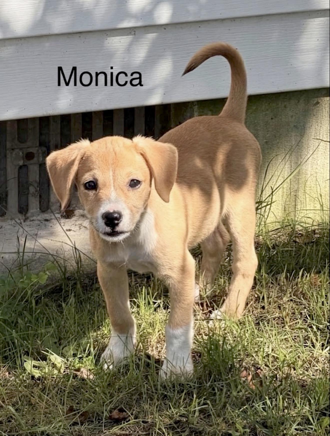 Monica, an adopted mixed breed in Millington, MD image 2/4