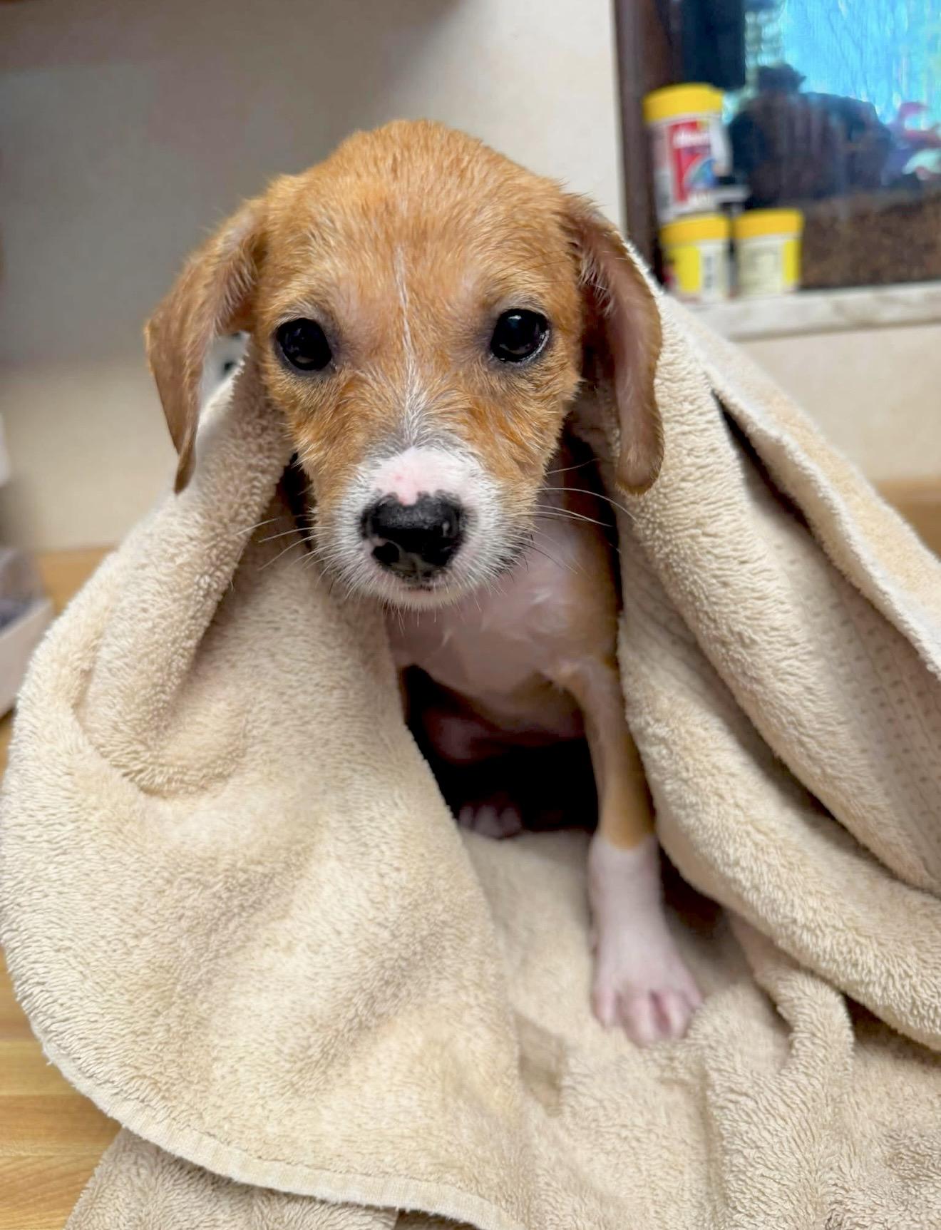 Monica, an adopted mixed breed in Millington, MD image 3/4