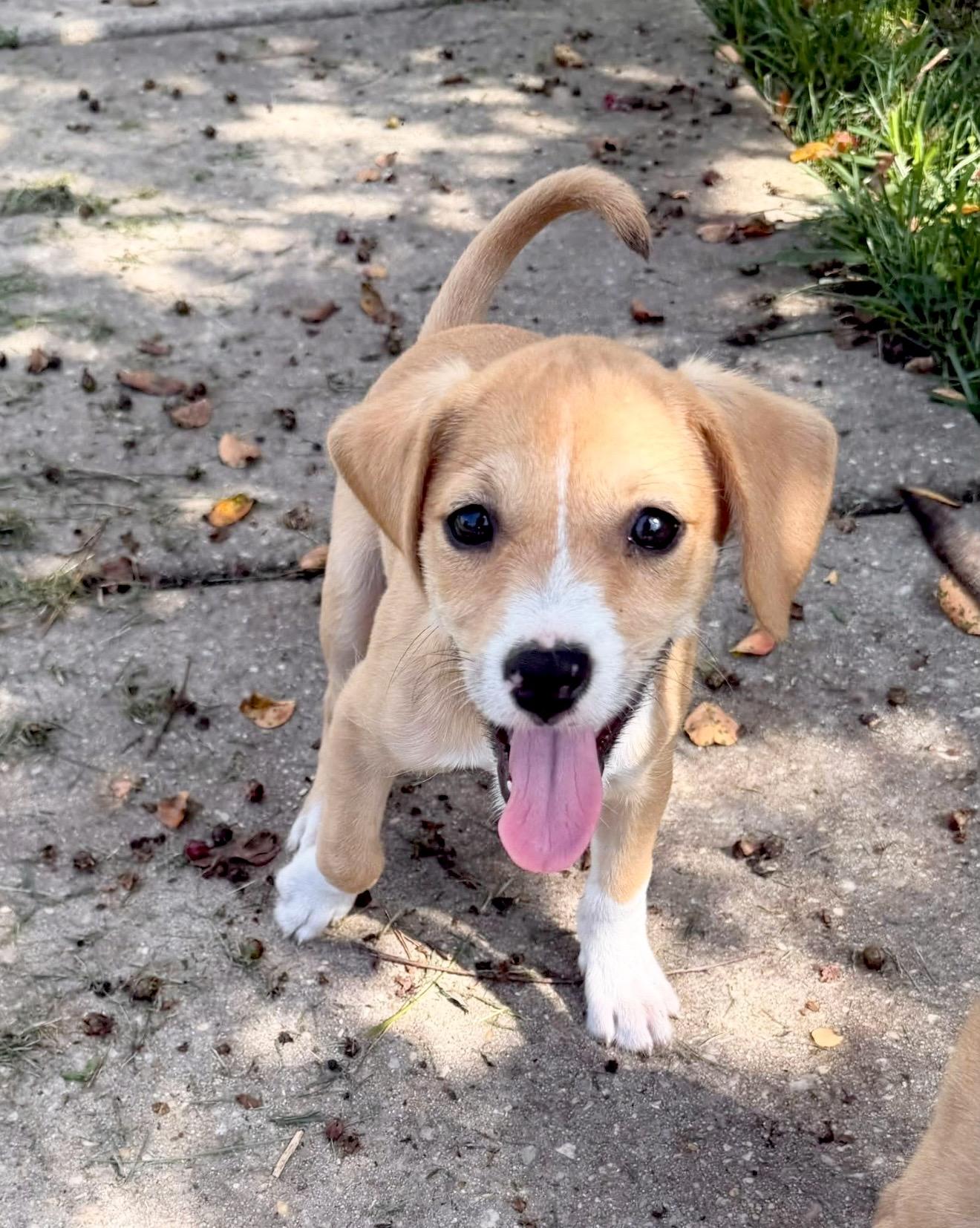 Monica, an adopted mixed breed in Millington, MD image 1/4