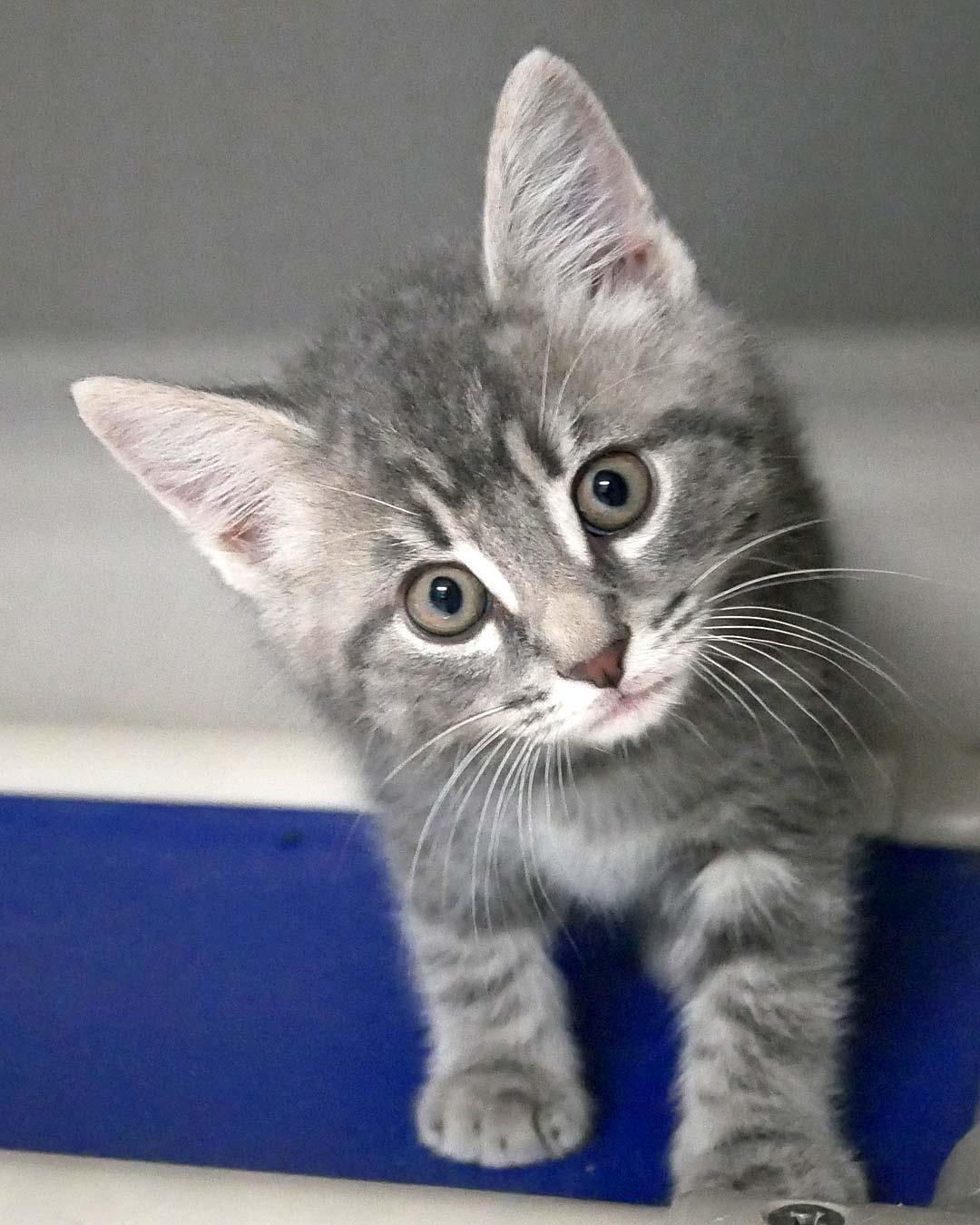 Enlarge Bubba, an adopted Domestic Short Hair in Bloomingdale, NJ image 3/3