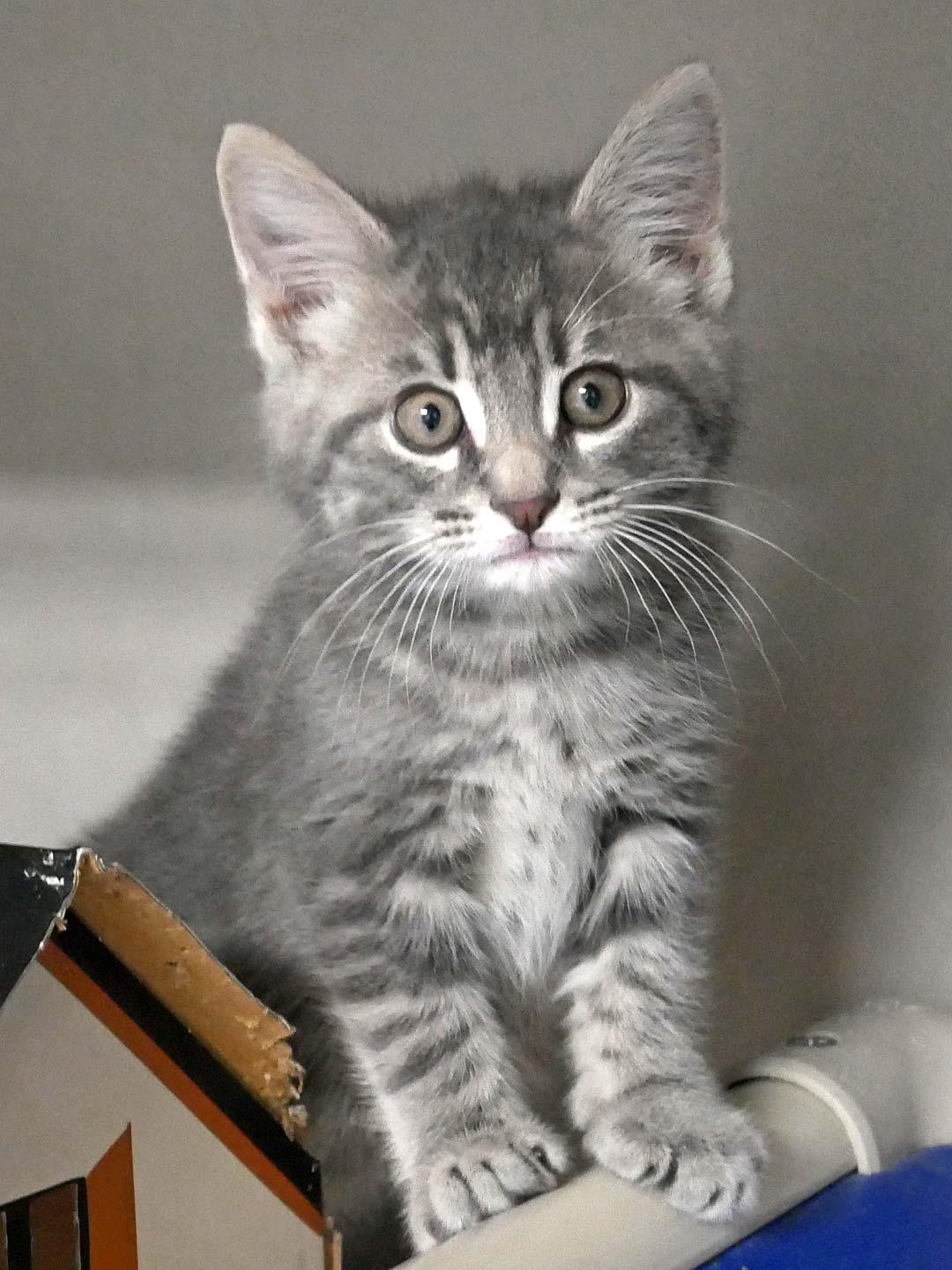 Bubba, adopted, Kitten Male Domestic Short Hair.