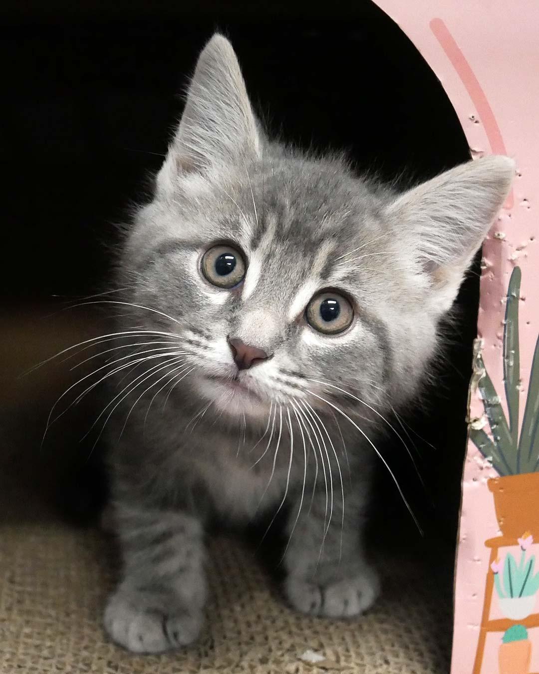 Enlarge Bubba, an adopted Domestic Short Hair in Bloomingdale, NJ image 2/3