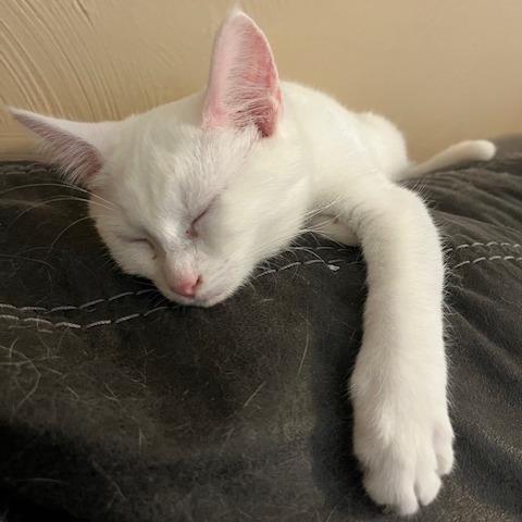 Enlarge Dove, a Adoptable Domestic Short Hair in Gibsonia, PA image 1/6