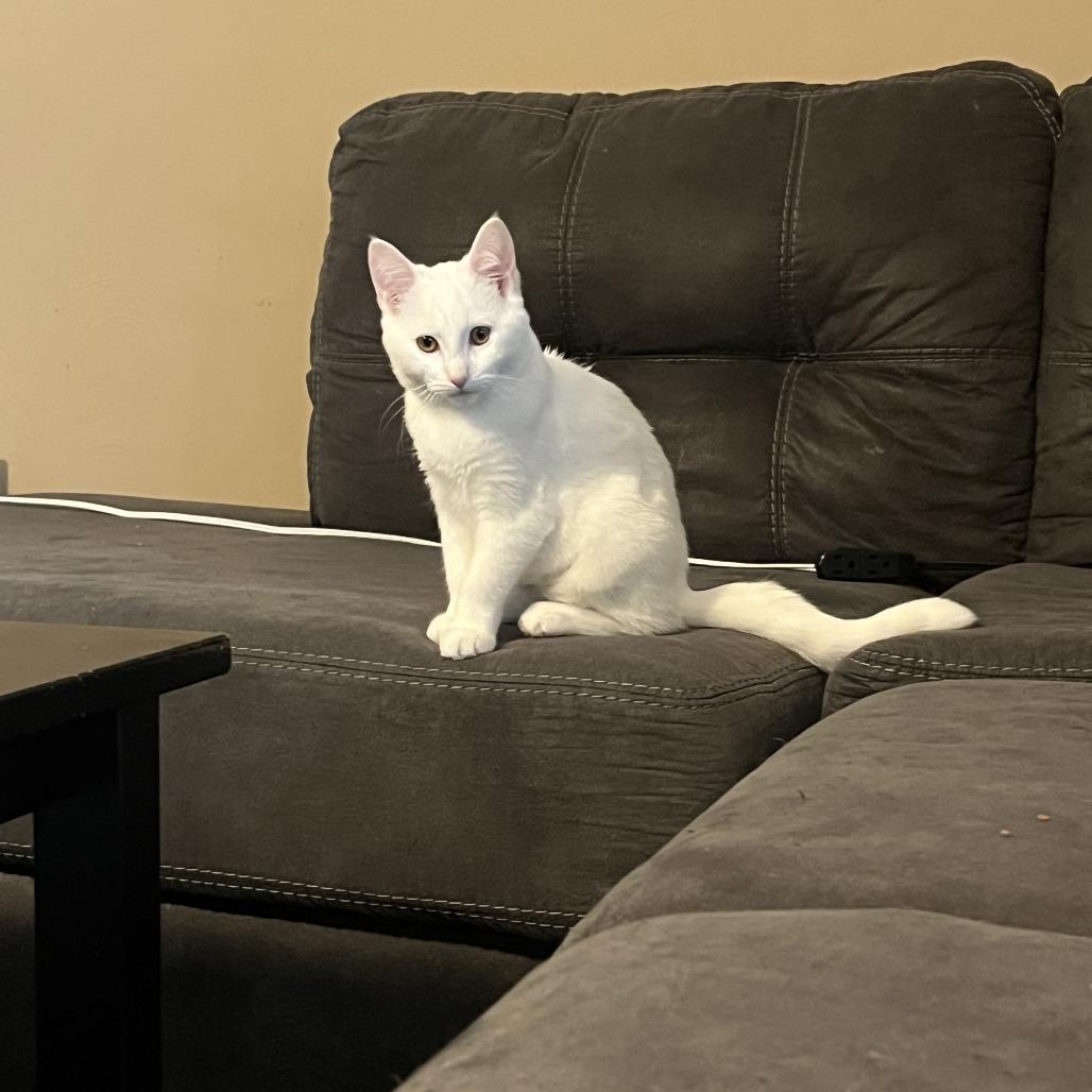 Enlarge Dove, a Adoptable Domestic Short Hair in Gibsonia, PA image 2/6