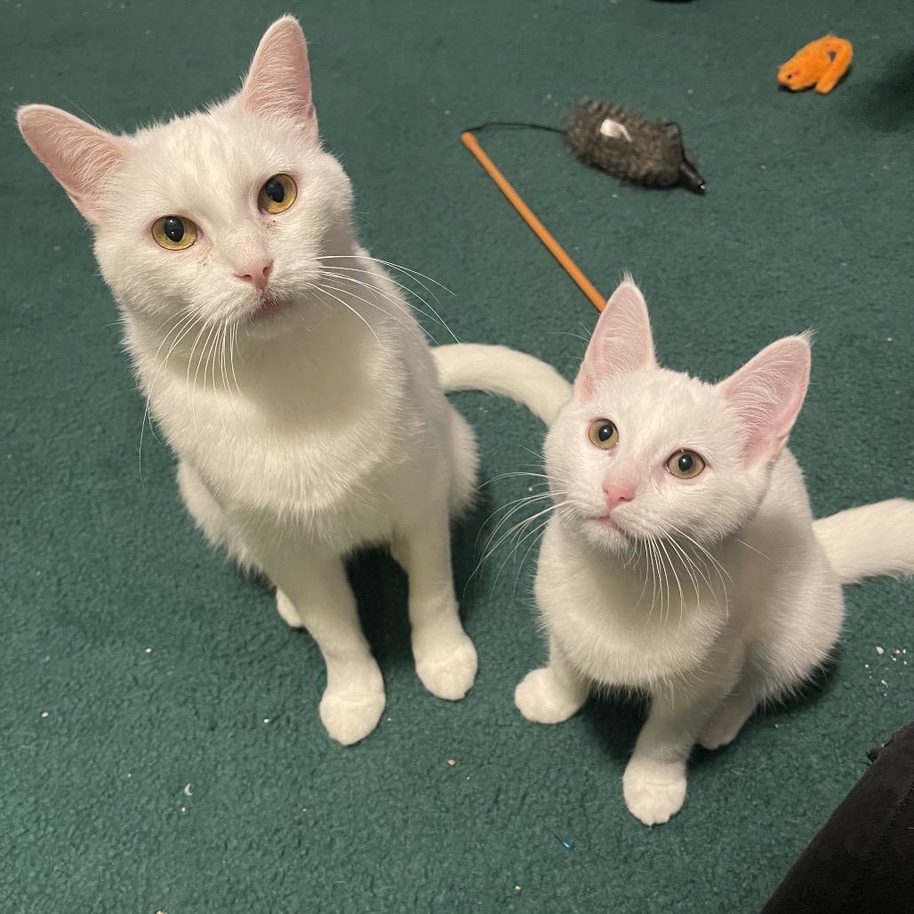 Enlarge Dove, a Adoptable Domestic Short Hair in Gibsonia, PA image 4/6