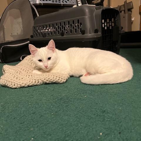 Enlarge Dove, a Adoptable Domestic Short Hair in Gibsonia, PA image 5/6