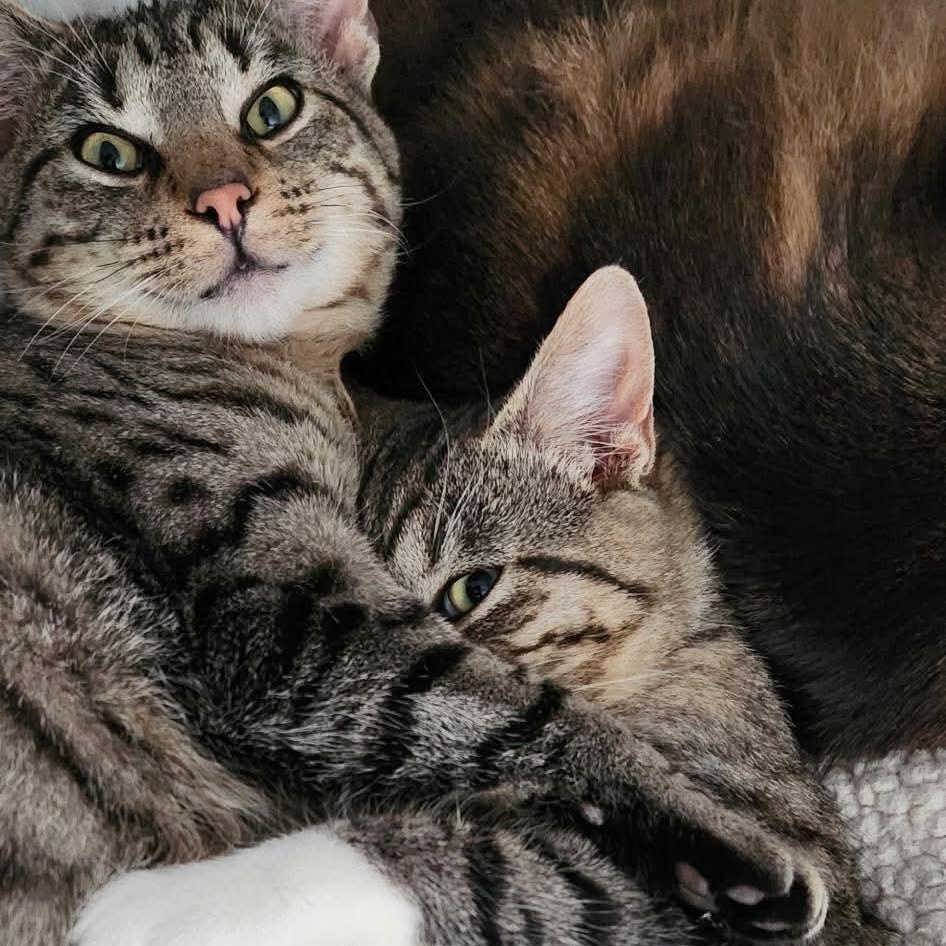 Twinkle & Comet, a ADOPTABLE American Shorthair in Lafayette, TN image 2/2