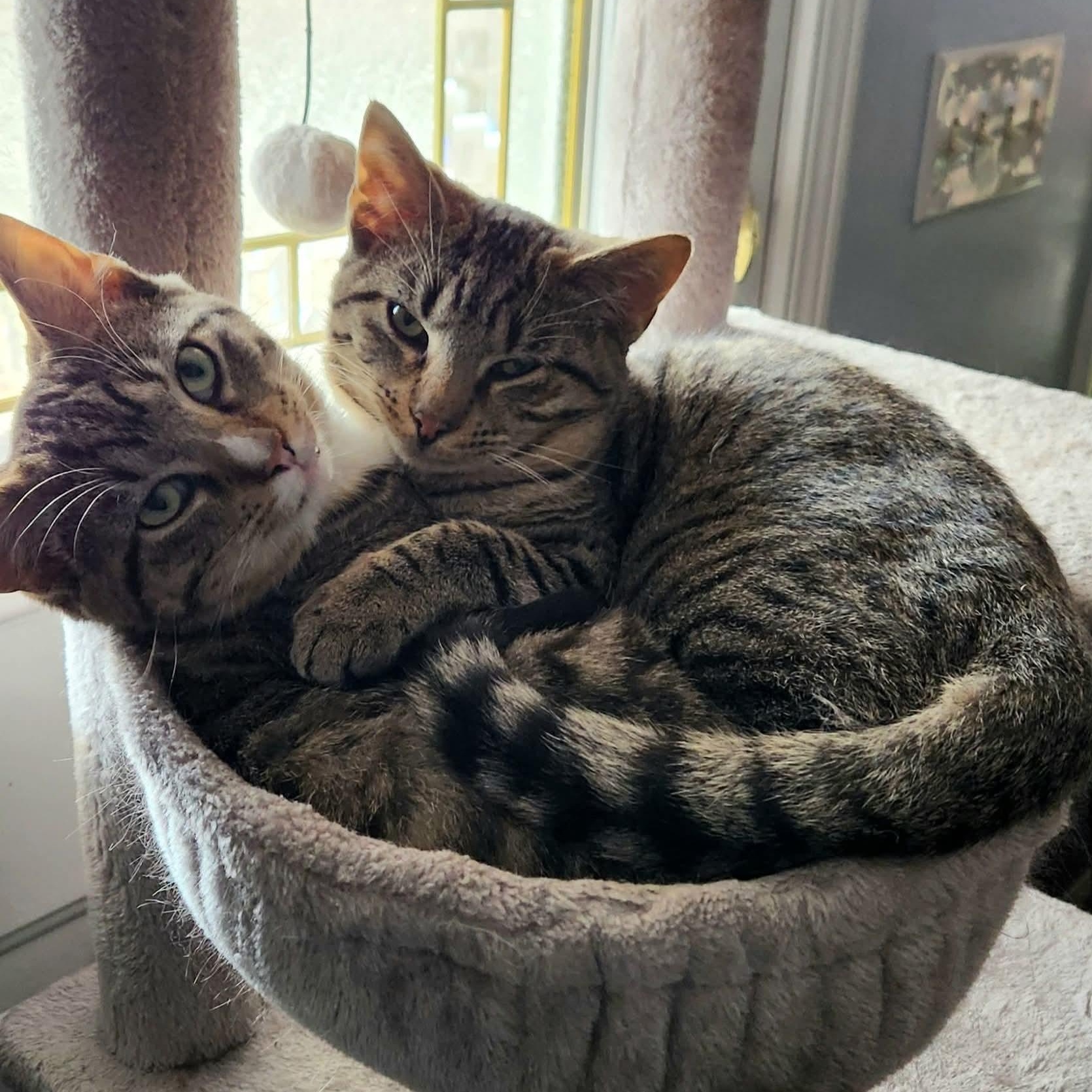 Twinkle & Comet, ADOPTABLE, Kitten Male American Shorthair.