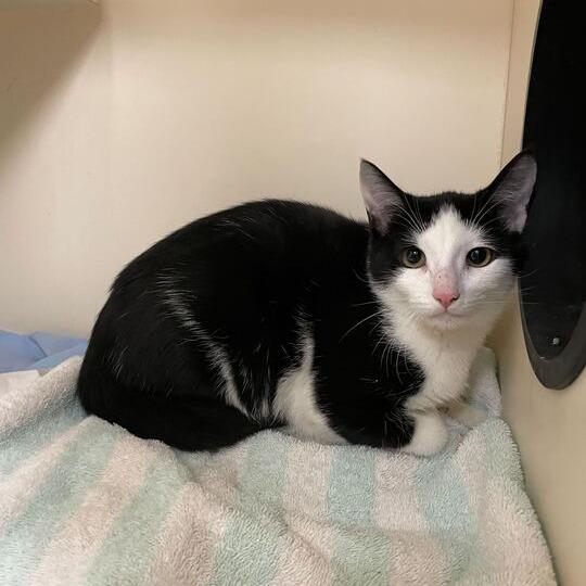 Oreo (bonded with Michy), a Adoptable Domestic Short Hair in Newark, DE image 2/3